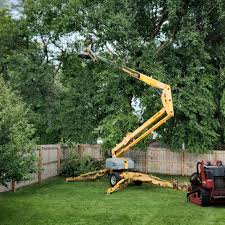 How Our Tree Care Process Works  in Waverly, VA